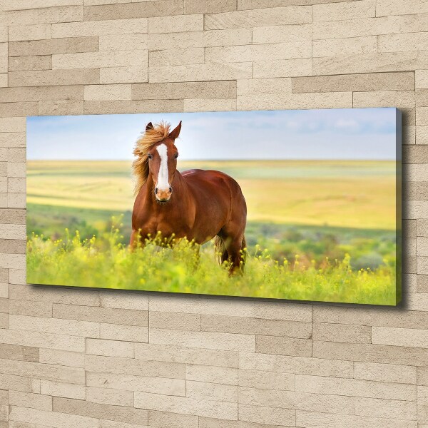 Foto en lienzo con acabado profesional horizontal Caballo marrón