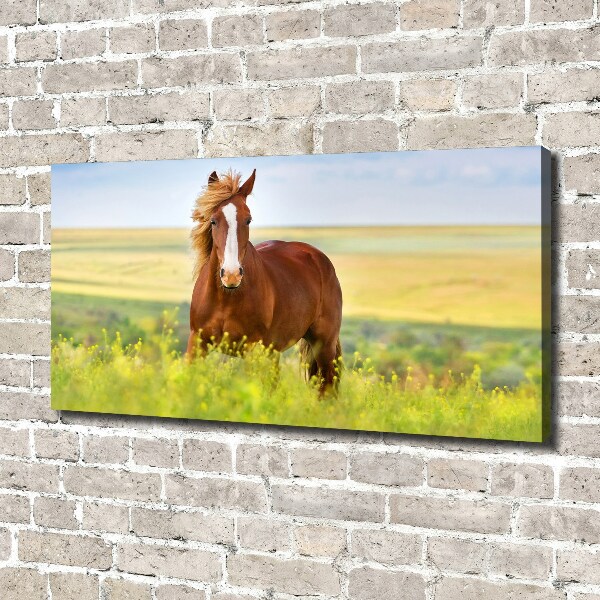 Foto en lienzo con acabado profesional horizontal Caballo marrón