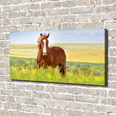 Foto en lienzo con acabado profesional horizontal Caballo marrón