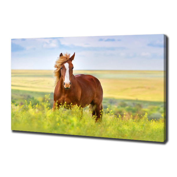 Foto en lienzo con acabado profesional horizontal Caballo marrón