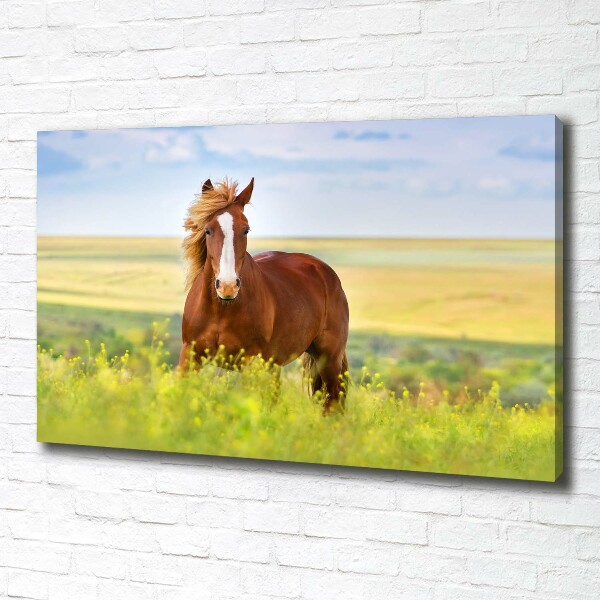 Foto en lienzo con acabado profesional horizontal Caballo marrón