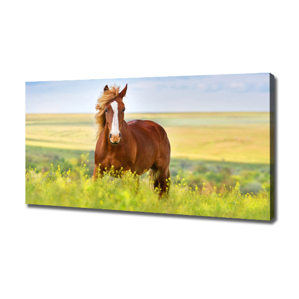 Foto en lienzo con acabado profesional horizontal Caballo marrón