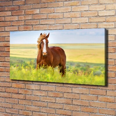 Foto en lienzo con acabado profesional horizontal Caballo marrón