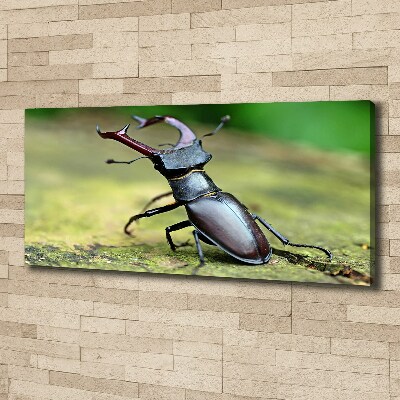Fotocuadro en lienzo de alta calidad horizontal Escarabajo
