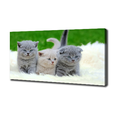 Fotocuadro en lienzo de alta calidad horizontal Tres gatos sobre una manta