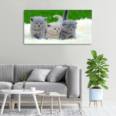 Fotocuadro en lienzo de alta calidad horizontal Tres gatos sobre una manta