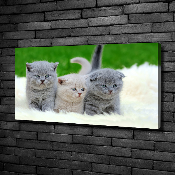Fotocuadro en lienzo de alta calidad horizontal Tres gatos sobre una manta