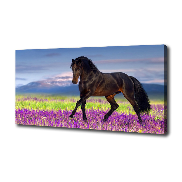 Cuadro canvas con impresión uv duradera horizontal Un caballo en un campo de lavanda.