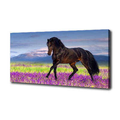 Cuadro canvas con impresión uv duradera horizontal Un caballo en un campo de lavanda.