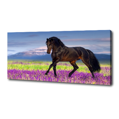 Cuadro canvas con impresión uv duradera horizontal Un caballo en un campo de lavanda.