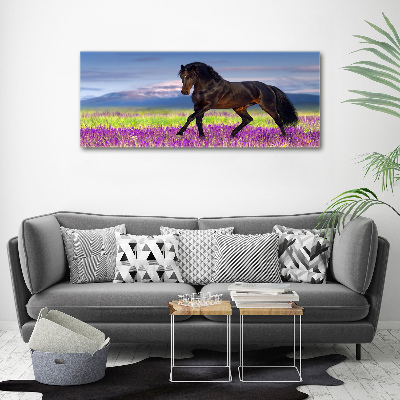 Cuadro canvas con impresión uv duradera horizontal Un caballo en un campo de lavanda.