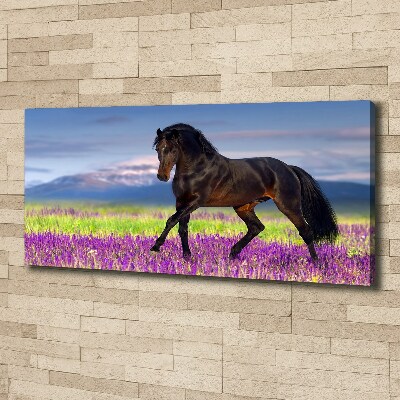 Cuadro canvas con impresión uv duradera horizontal Un caballo en un campo de lavanda.