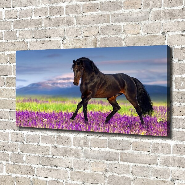 Cuadro canvas con impresión uv duradera horizontal Un caballo en un campo de lavanda.