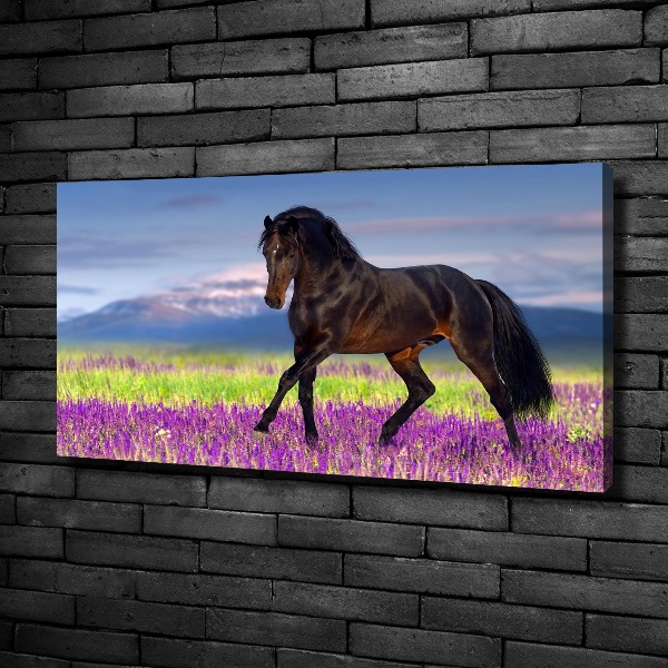 Cuadro canvas con impresión uv duradera horizontal Un caballo en un campo de lavanda.