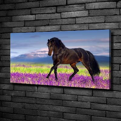 Cuadro canvas con impresión uv duradera horizontal Un caballo en un campo de lavanda.