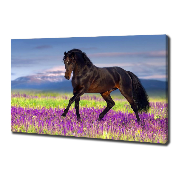 Cuadro canvas con impresión uv duradera horizontal Un caballo en un campo de lavanda.