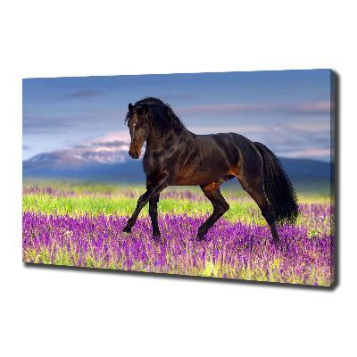 Cuadro canvas con impresión uv duradera horizontal Un caballo en un campo de lavanda.