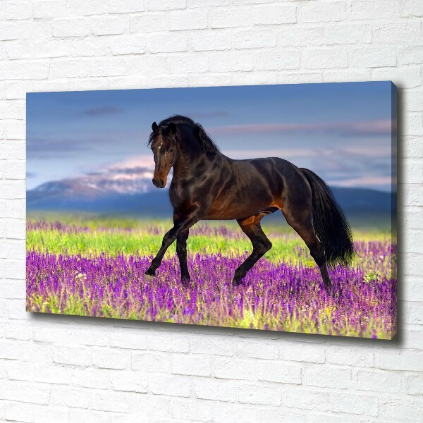 Cuadro canvas con impresión uv duradera horizontal Un caballo en un campo de lavanda.
