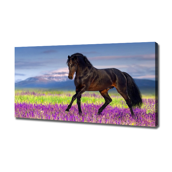 Cuadro canvas con impresión uv duradera horizontal Un caballo en un campo de lavanda.