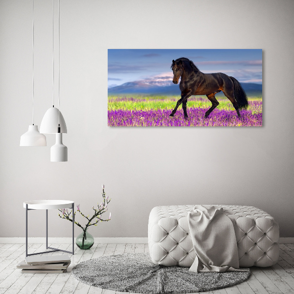 Cuadro canvas con impresión uv duradera horizontal Un caballo en un campo de lavanda.