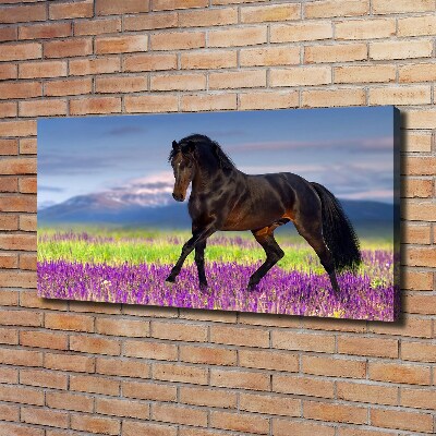 Cuadro canvas con impresión uv duradera horizontal Un caballo en un campo de lavanda.