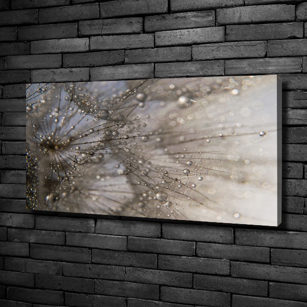 Foto obraz na płótnie Nasiona dmuchawca