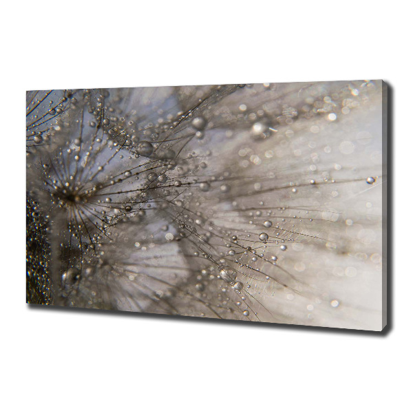 Foto obraz na płótnie Nasiona dmuchawca