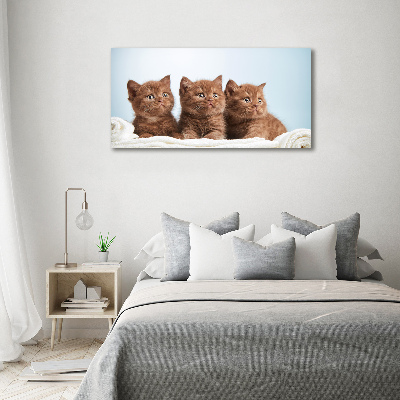Foto en lienzo con acabado profesional horizontal Gatitos en una toalla