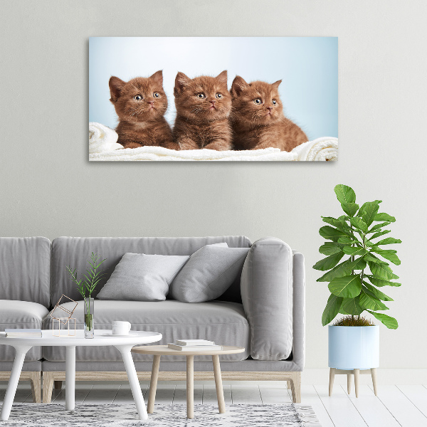 Foto en lienzo con acabado profesional horizontal Gatitos en una toalla