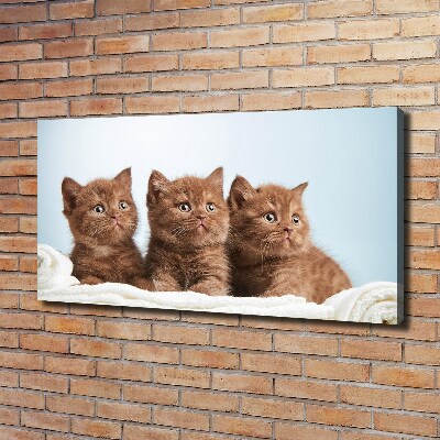 Foto en lienzo con acabado profesional horizontal Gatitos en una toalla