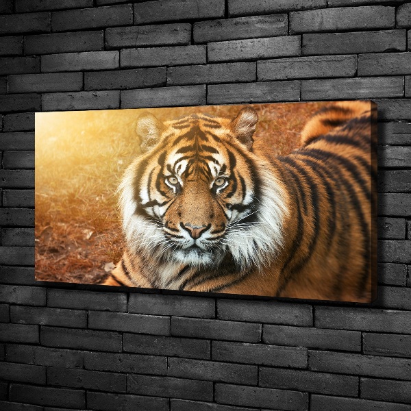 Cuadro canvas con impresión uv duradera horizontal tigre de Bengala