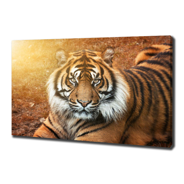 Cuadro canvas con impresión uv duradera horizontal tigre de Bengala