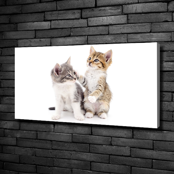 Fotocuadro en lienzo de alta calidad horizontal Dos pequeños gatos