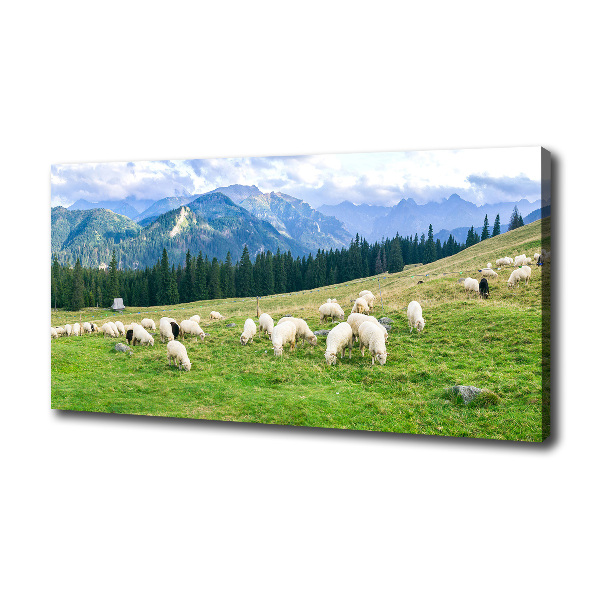 Cuadro canvas con impresión uv duradera horizontal Ovejas en los montes Tatra