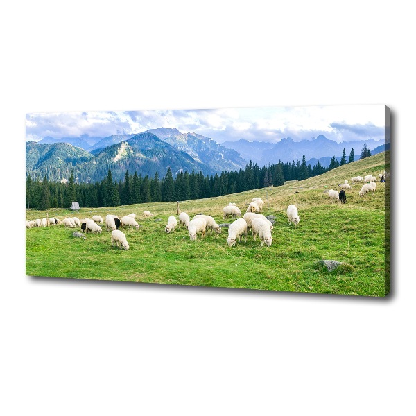 Cuadro canvas con impresión uv duradera horizontal Ovejas en los montes Tatra