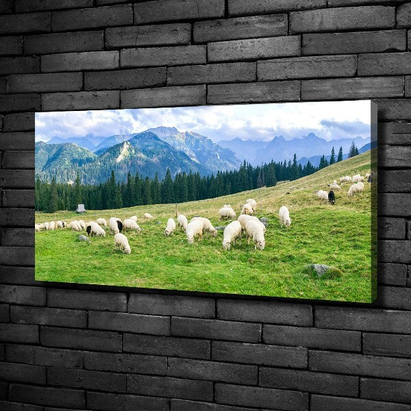 Cuadro canvas con impresión uv duradera horizontal Ovejas en los montes Tatra