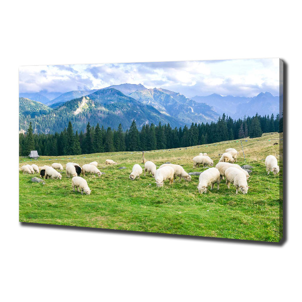 Cuadro canvas con impresión uv duradera horizontal Ovejas en los montes Tatra