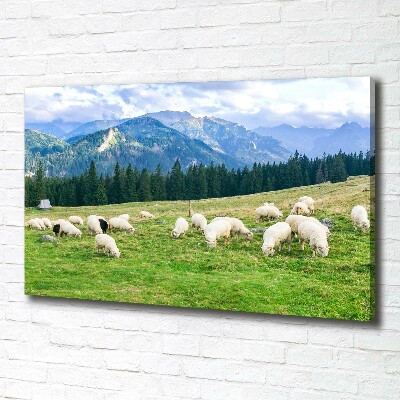Cuadro canvas con impresión uv duradera horizontal Ovejas en los montes Tatra