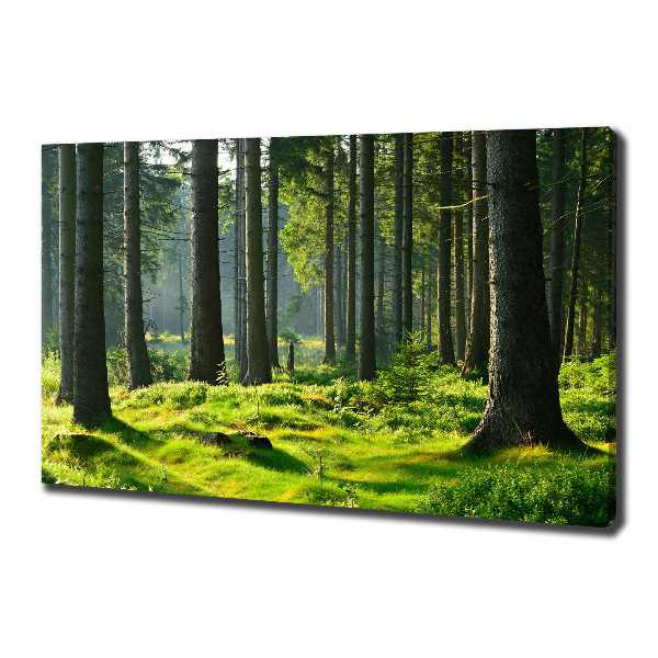 Cuadro canvas moderno de gran formato horizontal Bosque de abetos