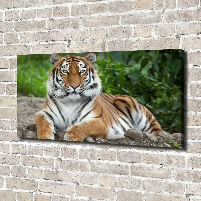 Cuadro canvas con impresión uv duradera horizontal tigre siberiano