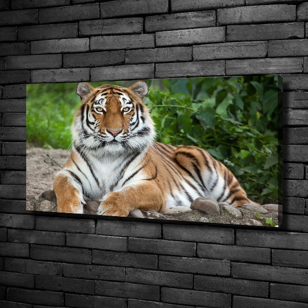 Cuadro canvas con impresión uv duradera horizontal tigre siberiano
