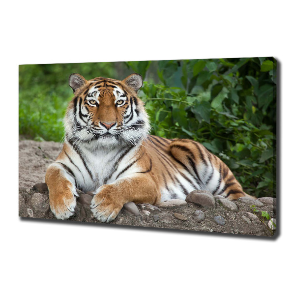 Cuadro canvas con impresión uv duradera horizontal tigre siberiano