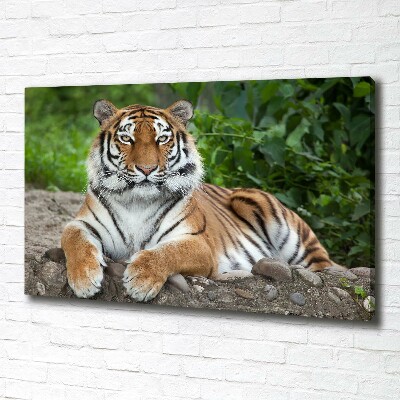 Cuadro canvas con impresión uv duradera horizontal tigre siberiano