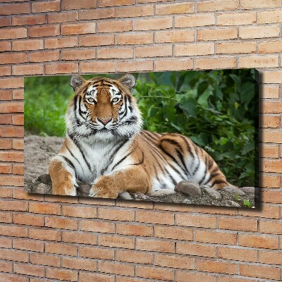 Cuadro canvas con impresión uv duradera horizontal tigre siberiano