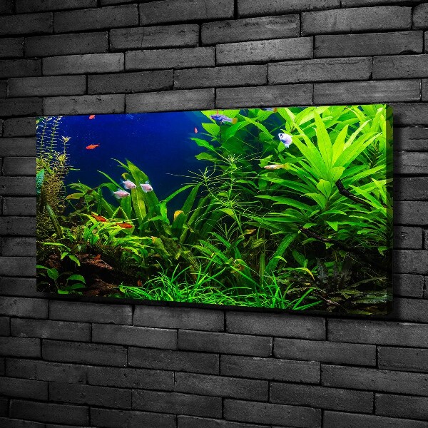 Cuadro canvas con impresión uv duradera horizontal Peces en el acuario