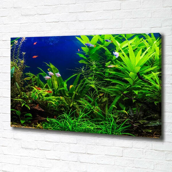 Cuadro canvas con impresión uv duradera horizontal Peces en el acuario
