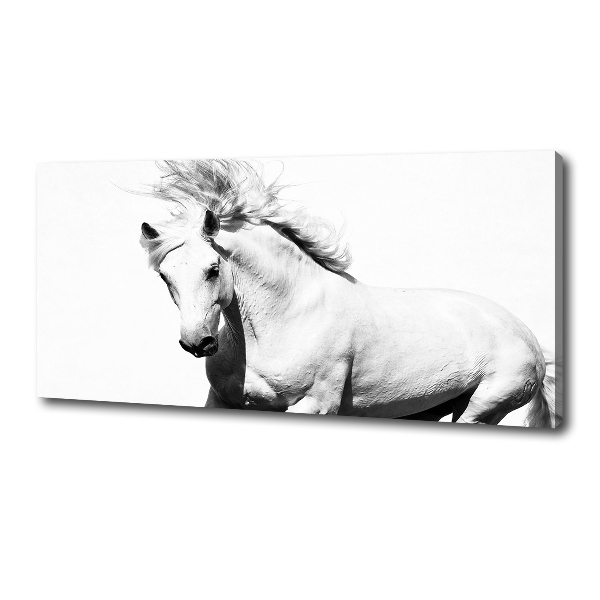 Cuadro canvas con impresión uv duradera horizontal Caballo blanco