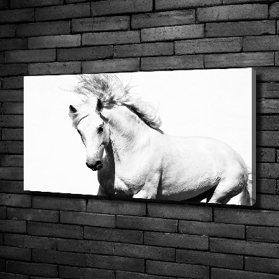 Cuadro canvas con impresión uv duradera horizontal Caballo blanco
