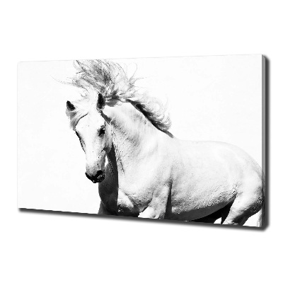 Cuadro canvas con impresión uv duradera horizontal Caballo blanco