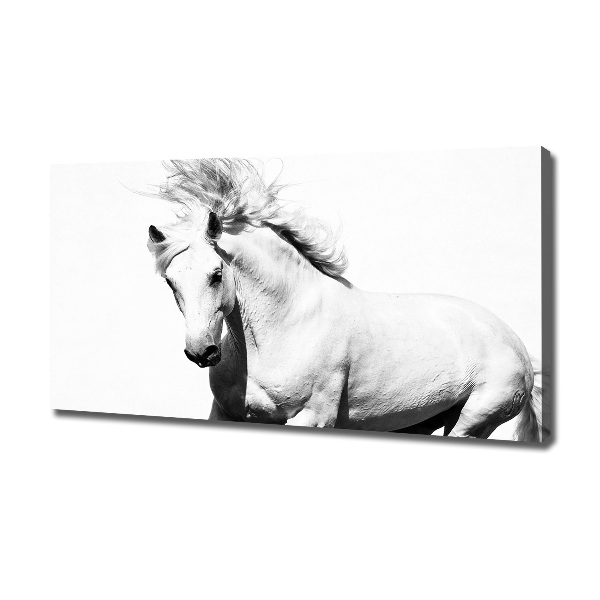 Cuadro canvas con impresión uv duradera horizontal Caballo blanco